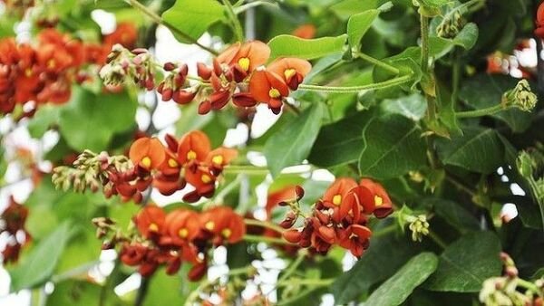 Super Cape Leeuwin Creeper Rare Seeds Pcs 4 Kennedia Macrophylla