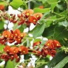 Super Cape Leeuwin Creeper Rare Seeds Pcs 4 Kennedia Macrophylla
