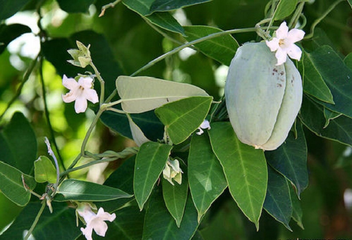 Super Moth Vine Rare Seeds Pcs 12 False Kapok Araujia Sericifera