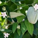 Super Moth Vine Rare Seeds Pcs 12 False Kapok Araujia Sericifera