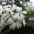 Super Marianthus Rare Seeds Pcs 4 Billardiera Floribunda