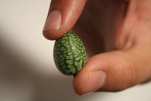 Super Mouse Melon Seeds Pcs 6 Miniature Pasteque Melothria Scabra Cucamelon