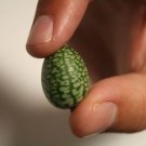 Super Mouse Melon Seeds Pcs 6 Miniature Pasteque Melothria Scabra Cucamelon