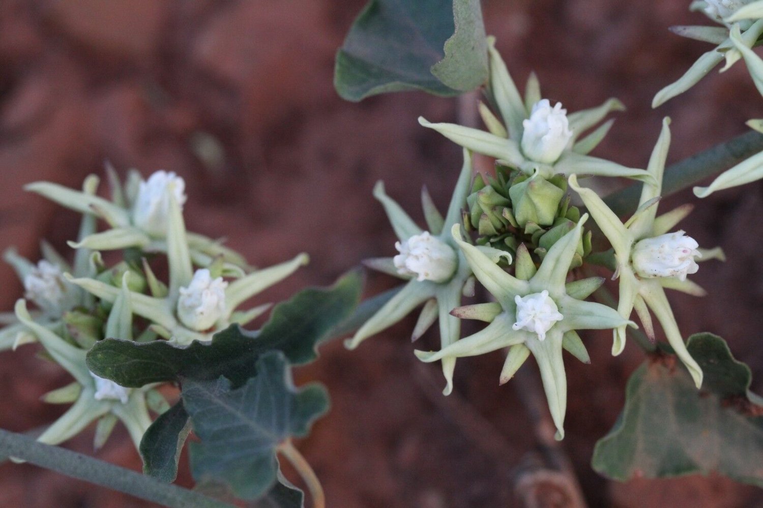 Super Latex Vine Rare Seeds Pcs 4 Morrenia Odorata