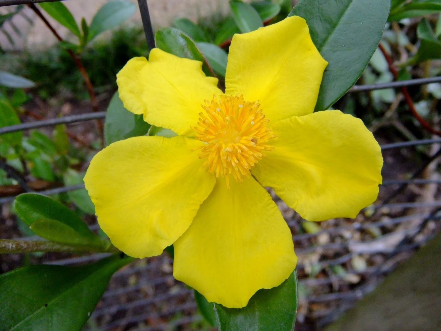 Super Guinea Gold Vine Rare Seeds Pcs 3 Of Fleur De Guinee Hibbertia