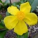 Super Guinea Gold Vine Rare Seeds Pcs 3 Of Fleur De Guinee Hibbertia