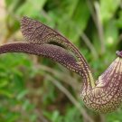 Super Aristolochia Rings Seeds Pcs 6 Aristoloche Spatulee