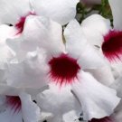 Super Bower Vine Seeds Pcs 8 Bignone Blanche Pandorea Jasminoides