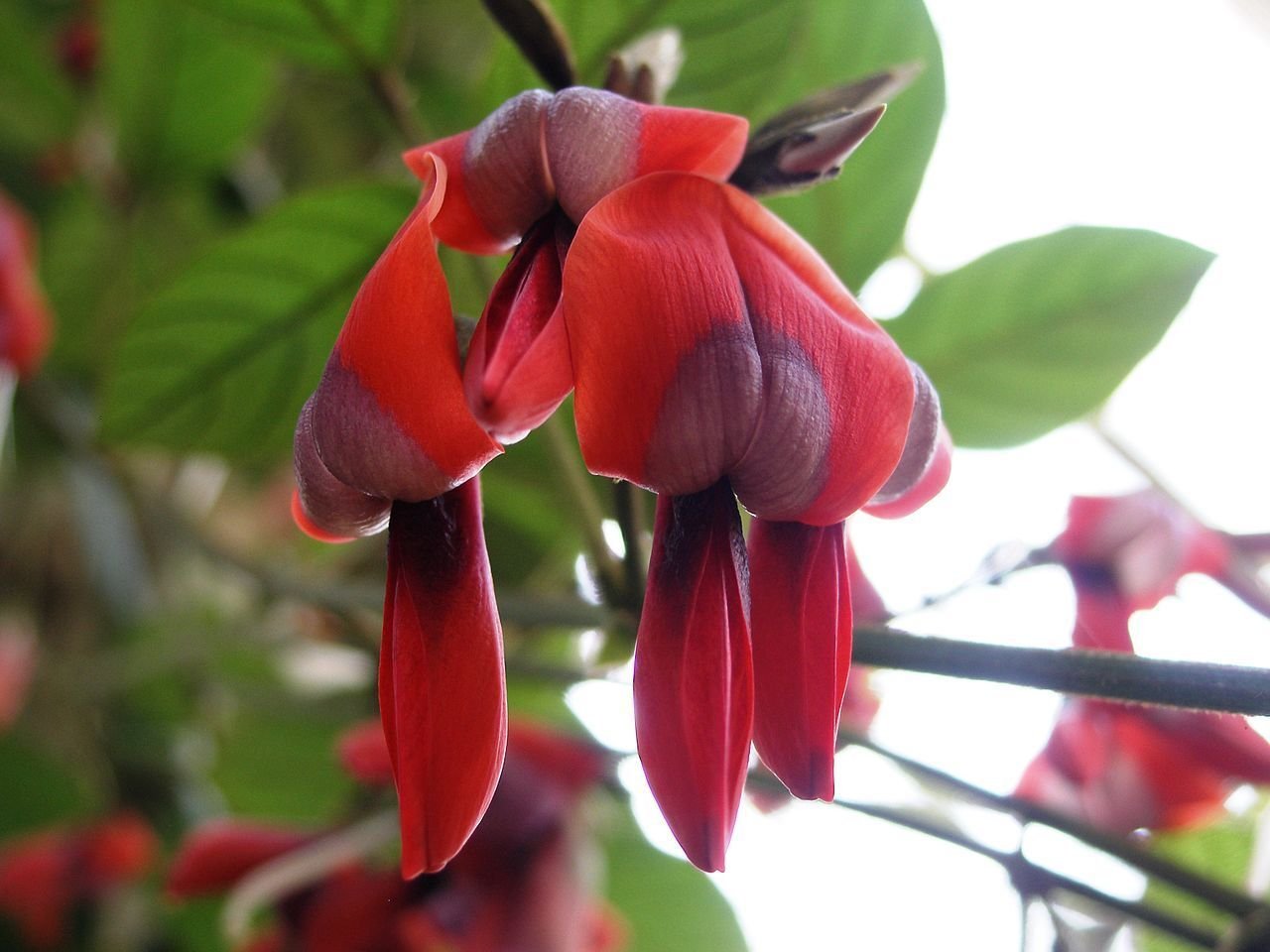 Super Dusty Coral Pea Rare Seeds Pcs 8 Of Pois Coral Kennedia Rubicunda