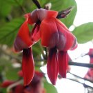Super Dusty Coral Pea Rare Seeds Pcs 8 Of Pois Coral Kennedia Rubicunda