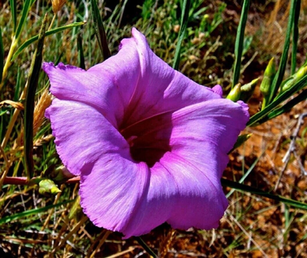 Super Man Rare Seeds Pcs 4 Ipomoea Leptophylla