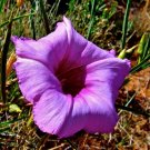 Super Man Rare Seeds Pcs 4 Ipomoea Leptophylla