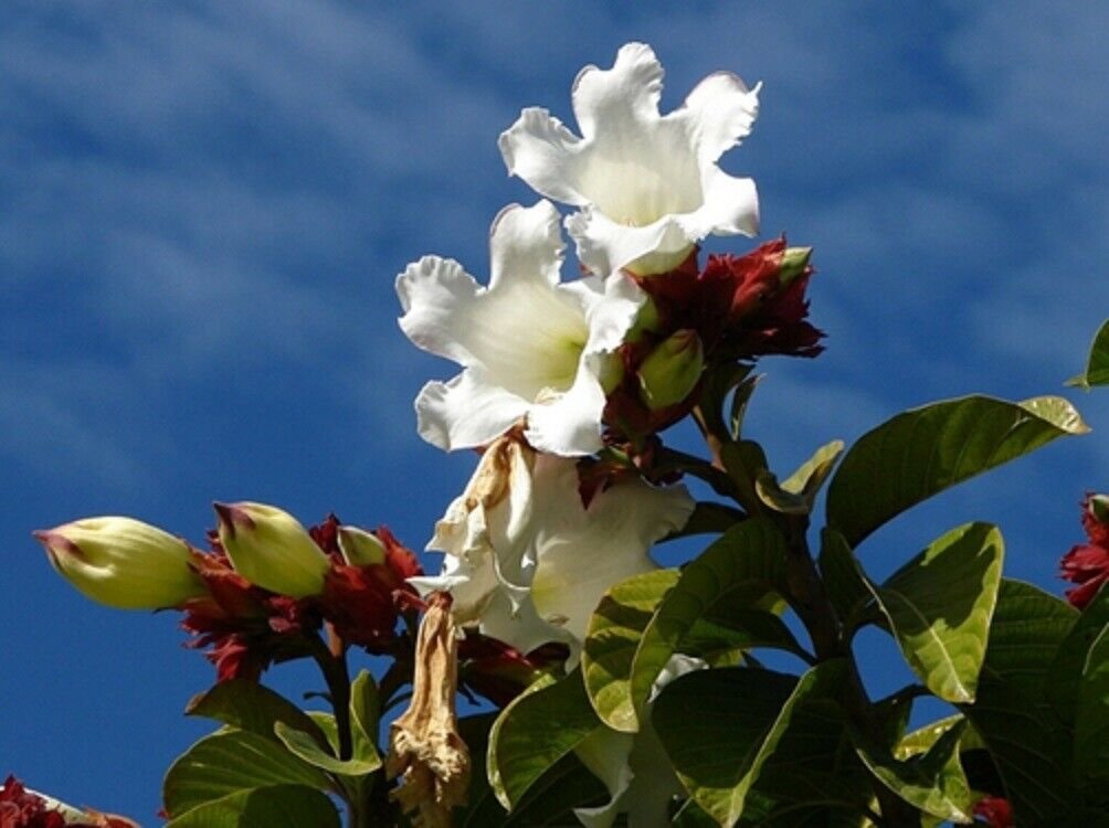 Super Heralds Trumpet Rare Seeds Pcs 4 De Lys Bois Beaumontia Grandiflora