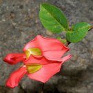 Super Cape Arid Climber Rare Seeds Pcs 4 Kennedia Beckxiana