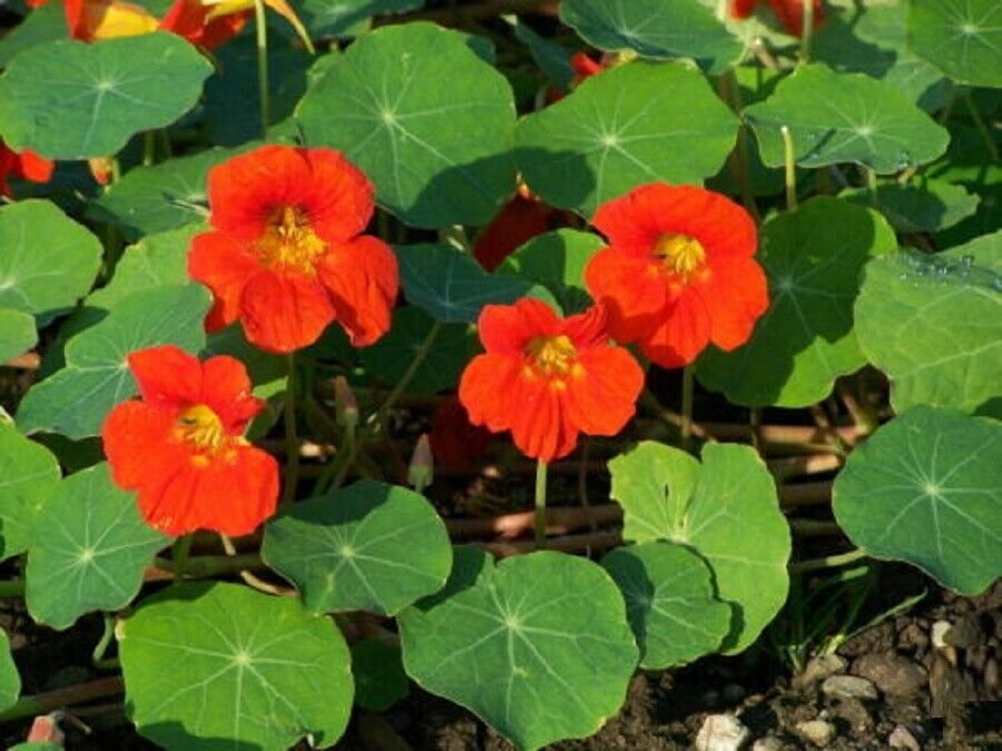 Super Nasturtium Seeds Pcs 20 Large Capucine Tropaeolum Majus
