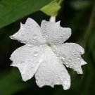 Super White Lady Rare Seeds Pcs 6 Chimine Thunbergia Fragrans