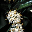 Super Sweet Morinda Jasmine Rare Seeds Pcs 4 Morinda Jasminoides