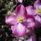 Super Clematis Montana Rubens Seeds Pcs 6 Mountain Clematis