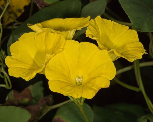 Super Hog Vine Rare Seeds Pcs 3 Liane Berceau Merremia Umbellata