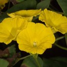 Super Hog Vine Rare Seeds Pcs 3 Liane Berceau Merremia Umbellata