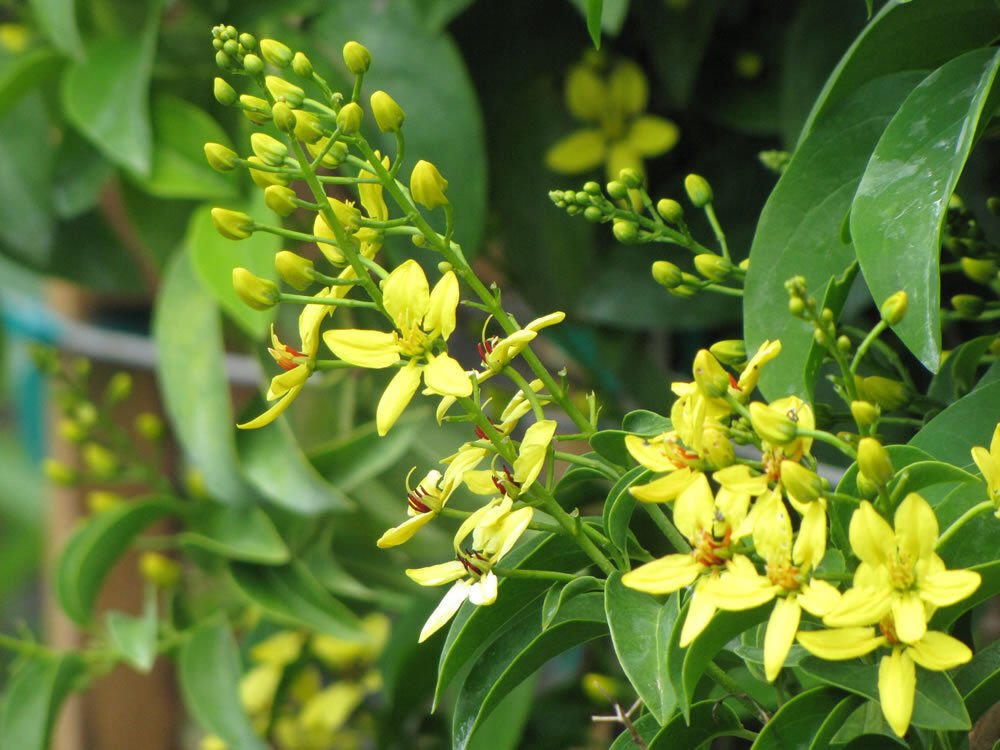 Super Tristellateia Australasiae Rare Seeds Pcs 6 Australian Star