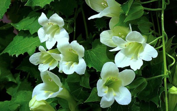 Super Mexican Twist Seeds Pcs 5 White Maurandya Lophospermum Erubescens Alba