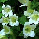 Super Mexican Twist Seeds Pcs 5 White Maurandya Lophospermum Erubescens Alba