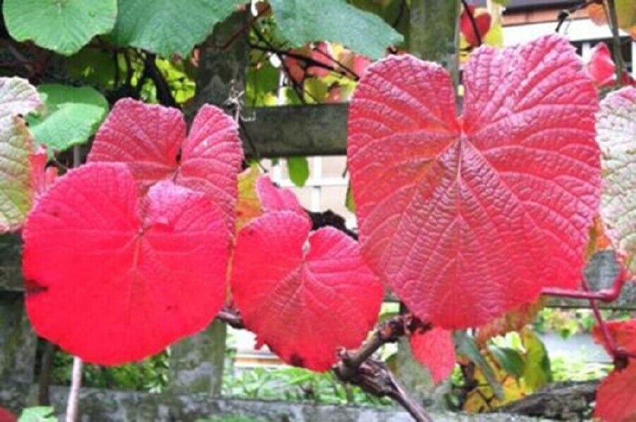 Super Crimson Glory Vine Seeds Pcs 4 Japan Vine Vitis Coignetiae