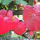 Super Crimson Glory Vine Seeds Pcs 4 Japan Vine Vitis Coignetiae