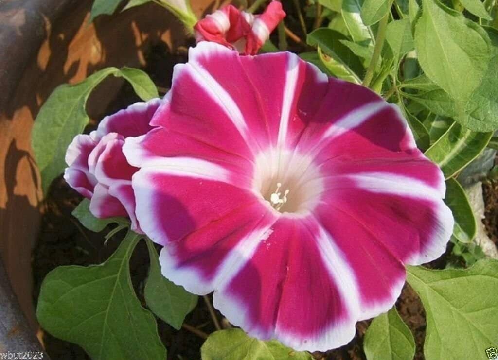 Super Red Morning Glory Seeds Pcs 5 Ipomoea Nil Rosita