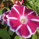 Super Red Morning Glory Seeds Pcs 5 Ipomoea Nil Rosita