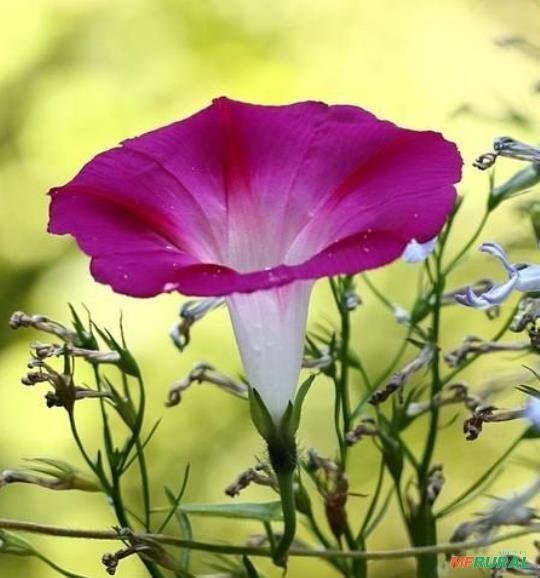 Super Morning Glory Seeds Pcs 10 Ipomee Crimson Rambler Ipomoea Tricolor