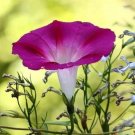 Super Morning Glory Seeds Pcs 10 Ipomee Crimson Rambler Ipomoea Tricolor