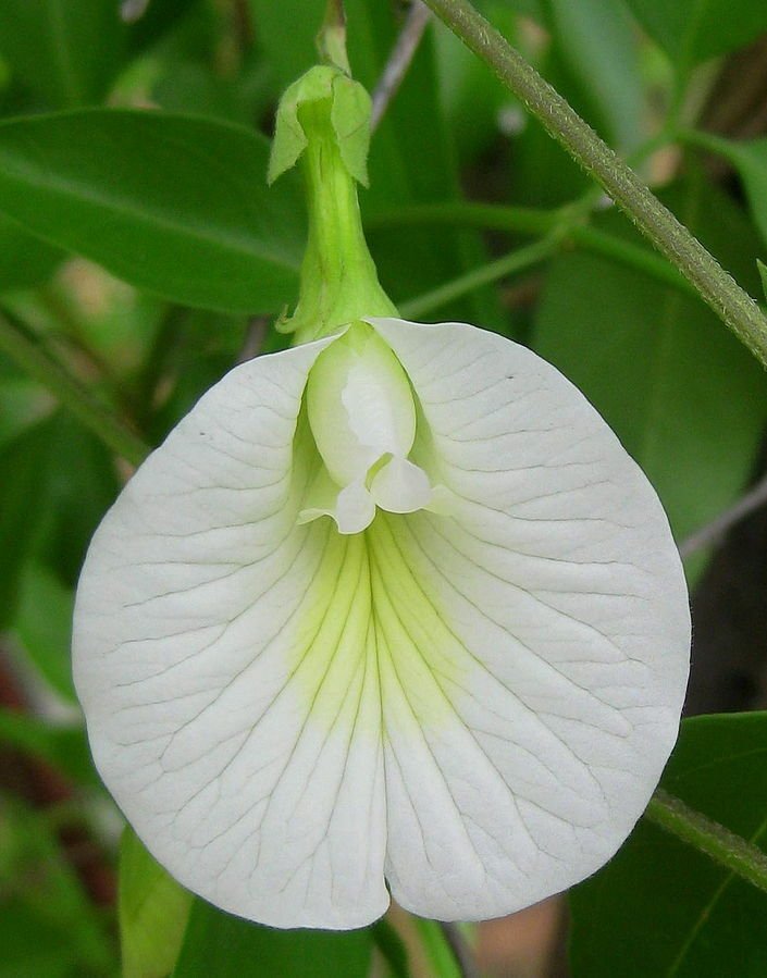Super White Butterfly Pea Seeds Pcs 5 Liane Madame Blanche Clitoria Ternatea