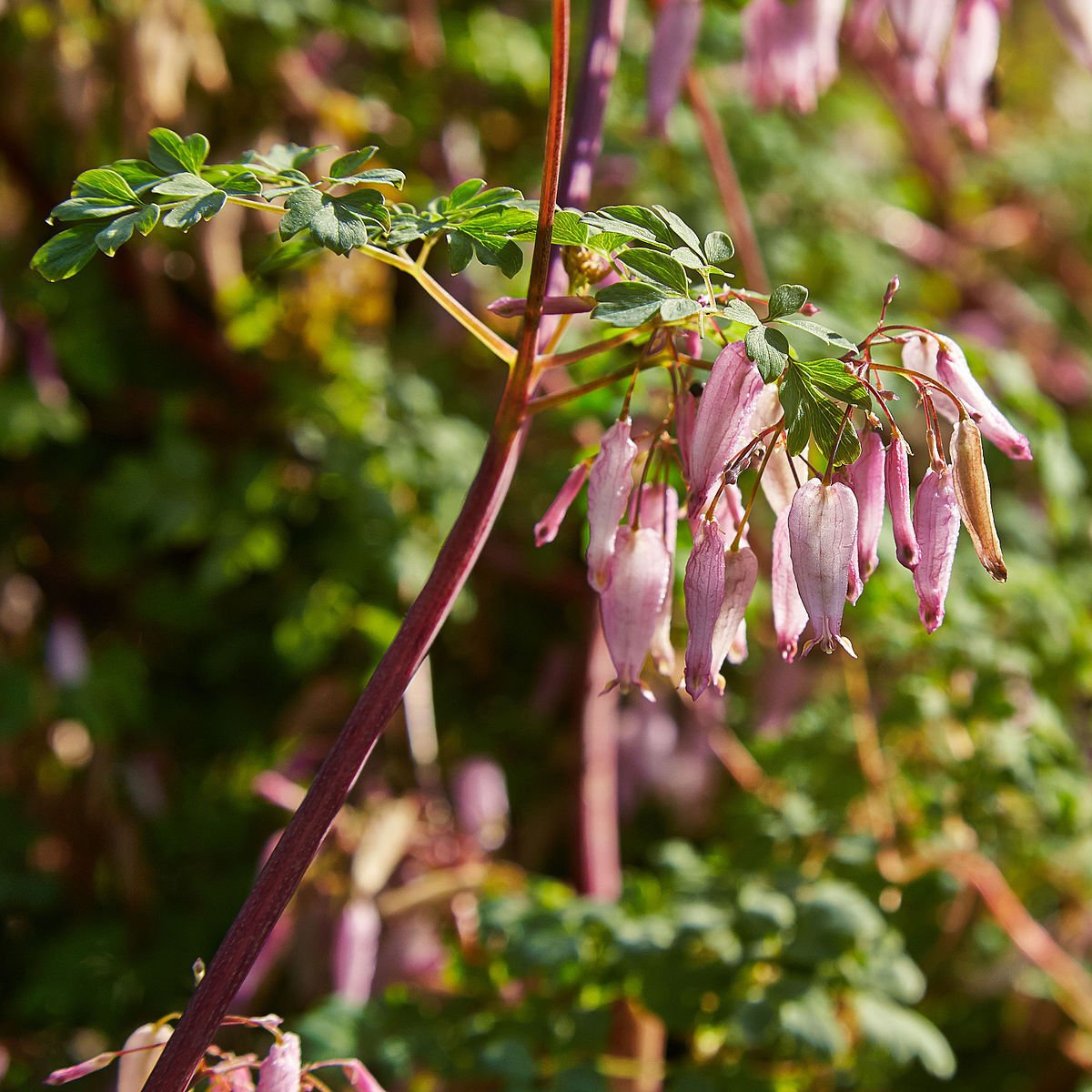Super Allegheny Vine Seeds Pcs 8 Climbing Bleeding Heart Adlumia Fungosa