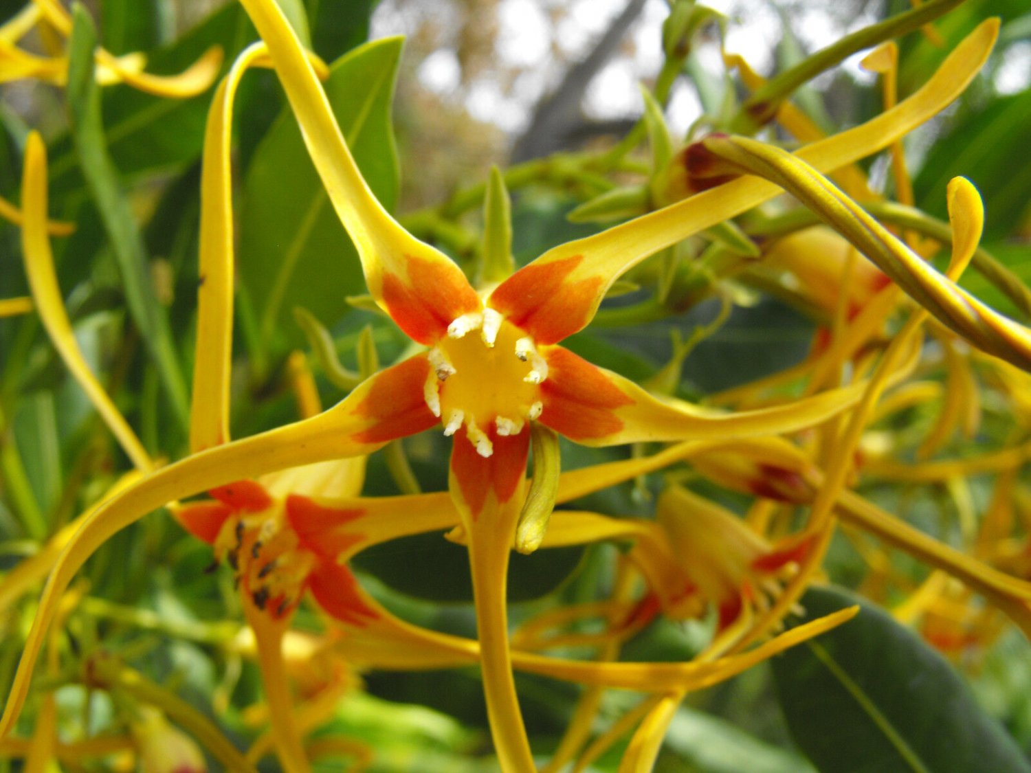 Super Corkscrew Flower Rare Seeds Pcs 3 Of Strophanthus Speciosus