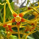 Super Corkscrew Flower Rare Seeds Pcs 3 Of Strophanthus Speciosus