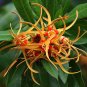 Super Corkscrew Flower Rare Seeds Pcs 3 Of Strophanthus Speciosus