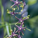 Super Silk Wine Rare Seeds Pcs 3 Silk Vine Periploca Graeca