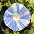 Super Morning Glory Seeds Pcs 15 Striped Ipomea Ipomoea Tricolor Flying Saucer