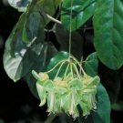 Super Sea Bean Rare Seeds Pcs 2 Cayman Liane Mucuna Gigantea