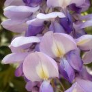 Super Chinese Wisteria Seeds Pcs 4 Wisteria Sinensis