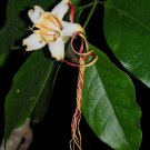 Super Arrow Poison Vine Rare Seeds Pcs 3 Strophanthus Petersianus Fragrant