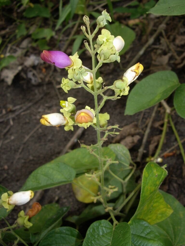 Super Liana De Cuello Rare Seeds Pcs 3 Amphilophium Paniculatum