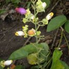 Super Liana De Cuello Rare Seeds Pcs 3 Amphilophium Paniculatum
