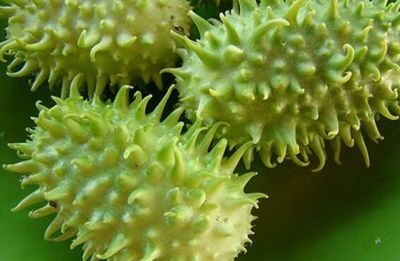 Super West Indian Gherkin Seeds Pcs 8 Indian Cucumber Cucumis Anguria