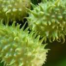 Super West Indian Gherkin Seeds Pcs 8 Indian Cucumber Cucumis Anguria