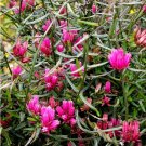 Super Buck Horns Rare Seeds Pcs 3 Cornes Antilope Microloma Sagittatum