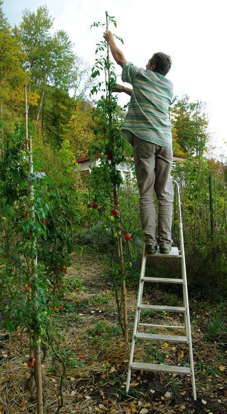 Super Climbing Tomato Seeds Pcs 6 Tomato Liane Climbing Of Berao Lyc Escul