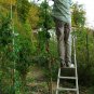Super Climbing Tomato Seeds Pcs 6 Tomato Liane Climbing Of Berao Lyc Escul